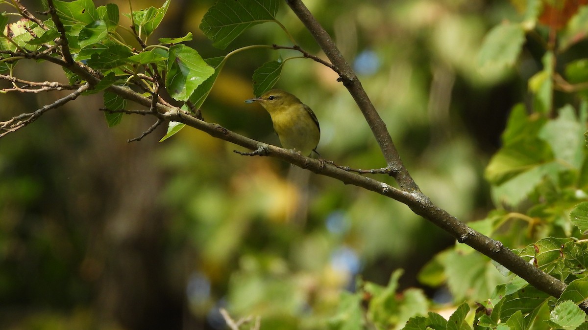 Tennessee Warbler - ML641980364