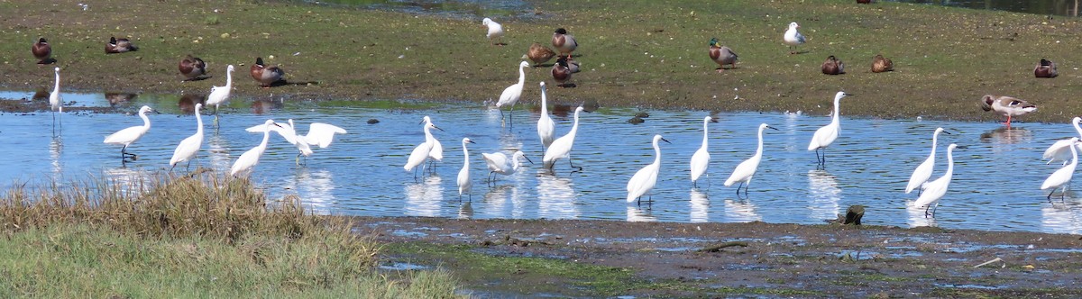 Little Egret - ML641980369