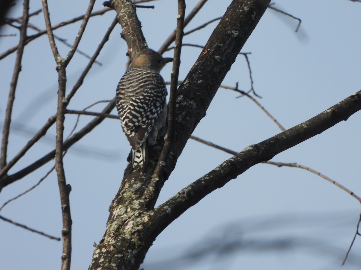 Red-bellied Woodpecker - ML641980377