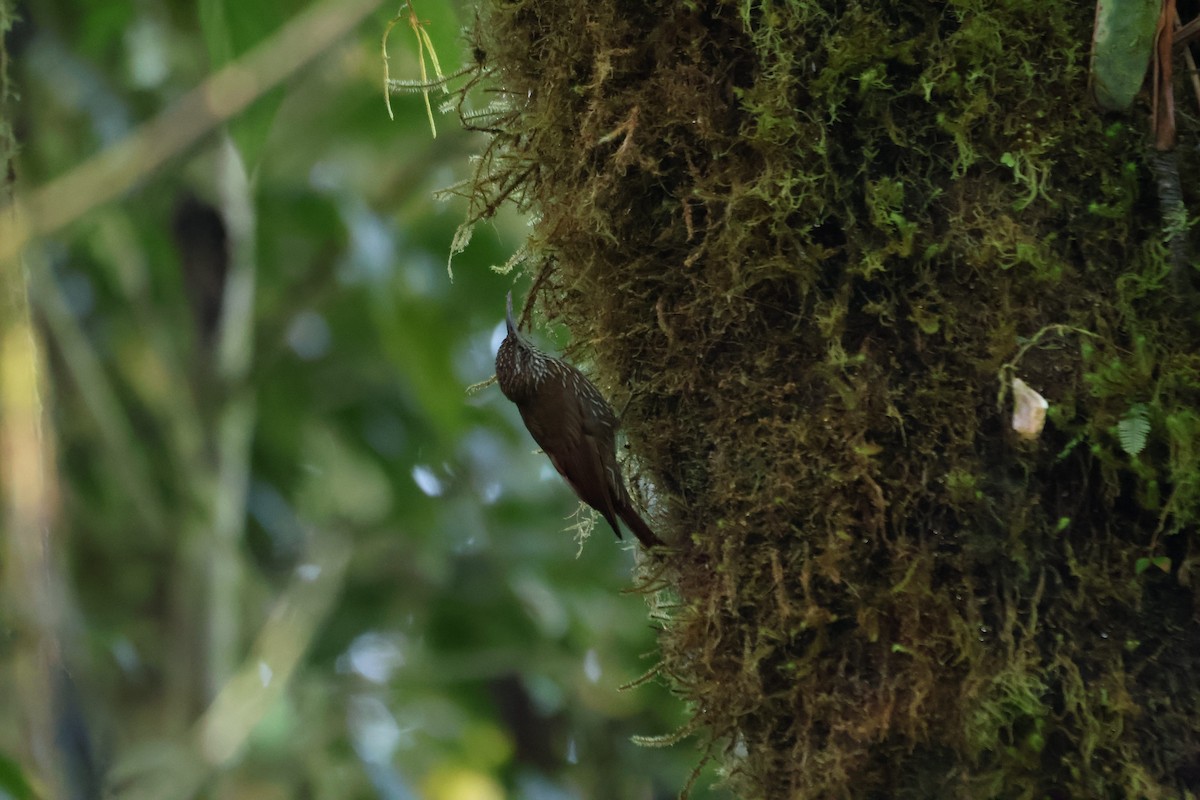 Montane Woodcreeper - ML641980383
