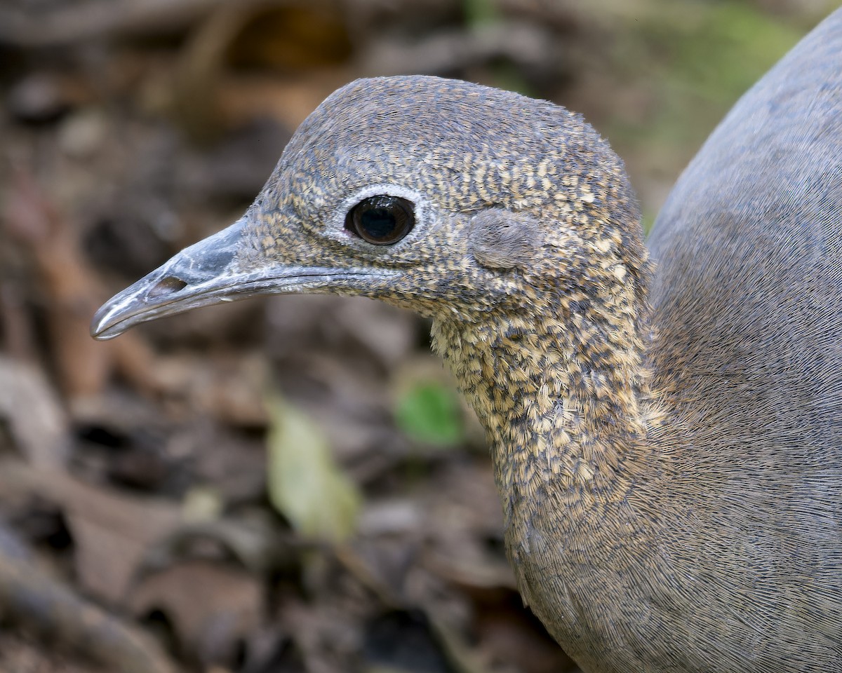 Solitary Tinamou - ML641980384