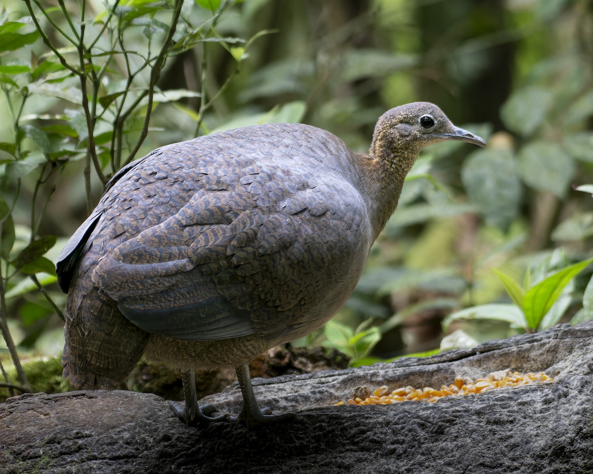 Solitary Tinamou - ML641980385