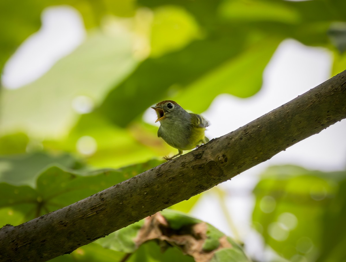 Chestnut-crowned Warbler - ML641980394
