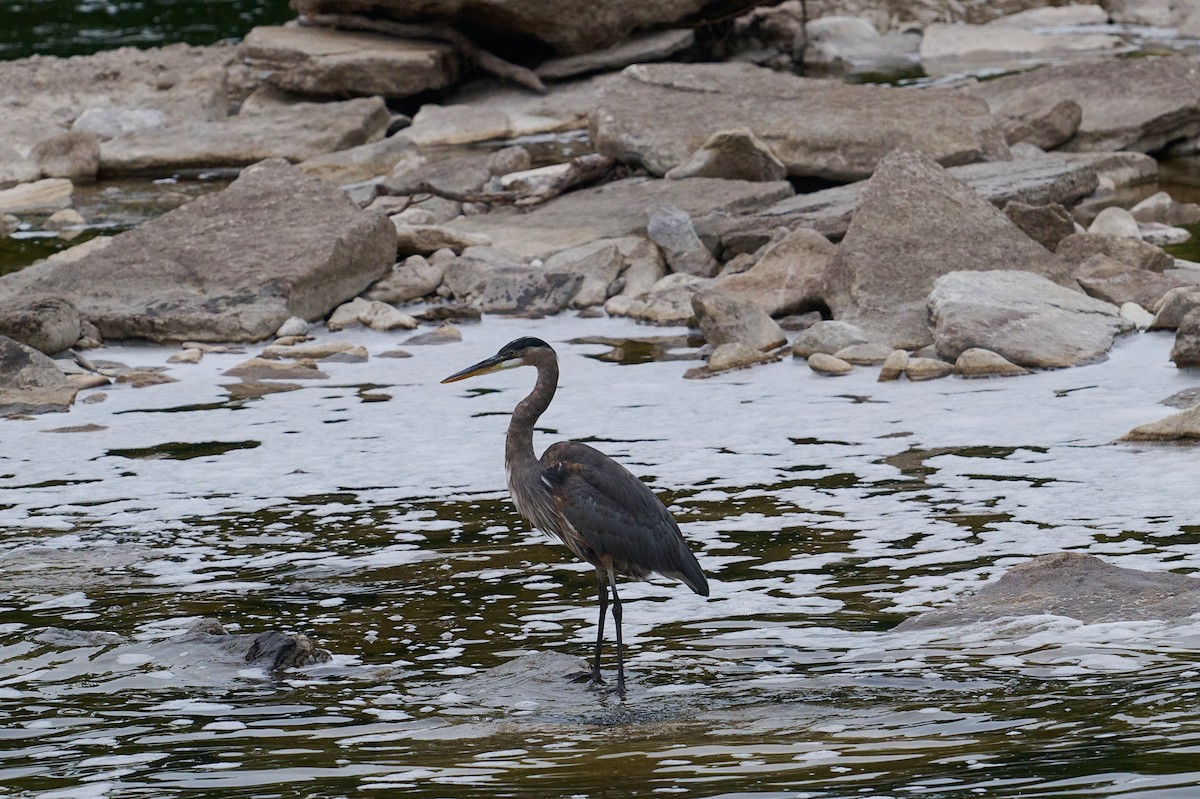 Great Blue Heron - ML641980398
