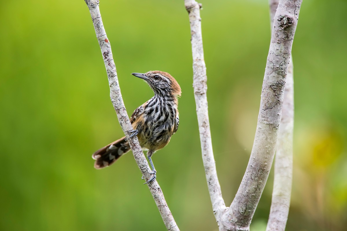 Rusty-backed Antwren - ML64198041