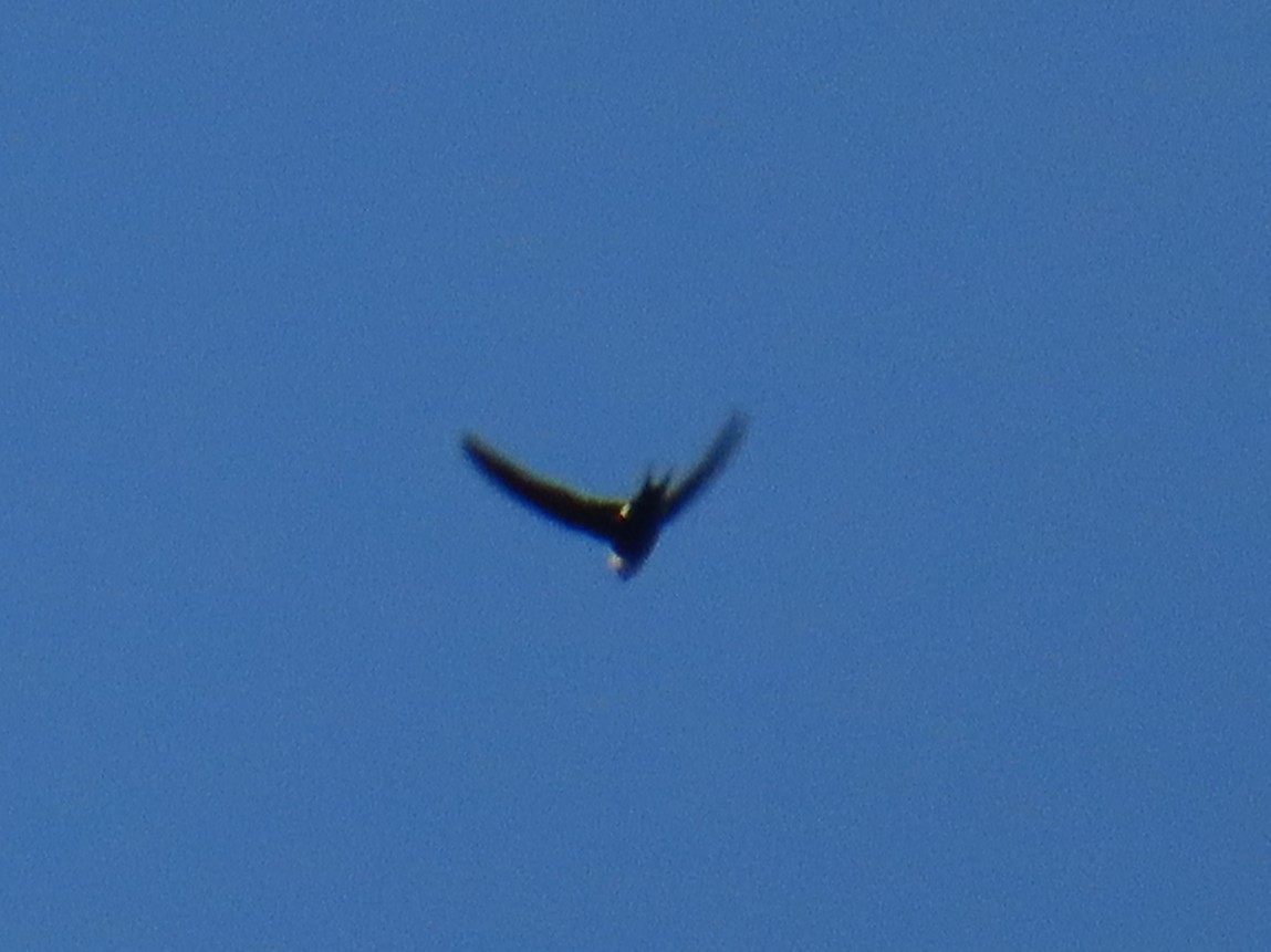 Lesser Swallow-tailed Swift - ML641980413