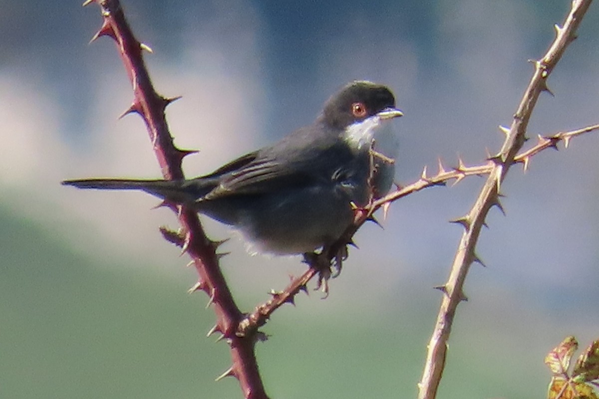 Sardinian Warbler - ML641980416