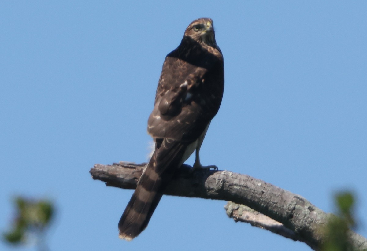 Cooper's Hawk - ML641980419