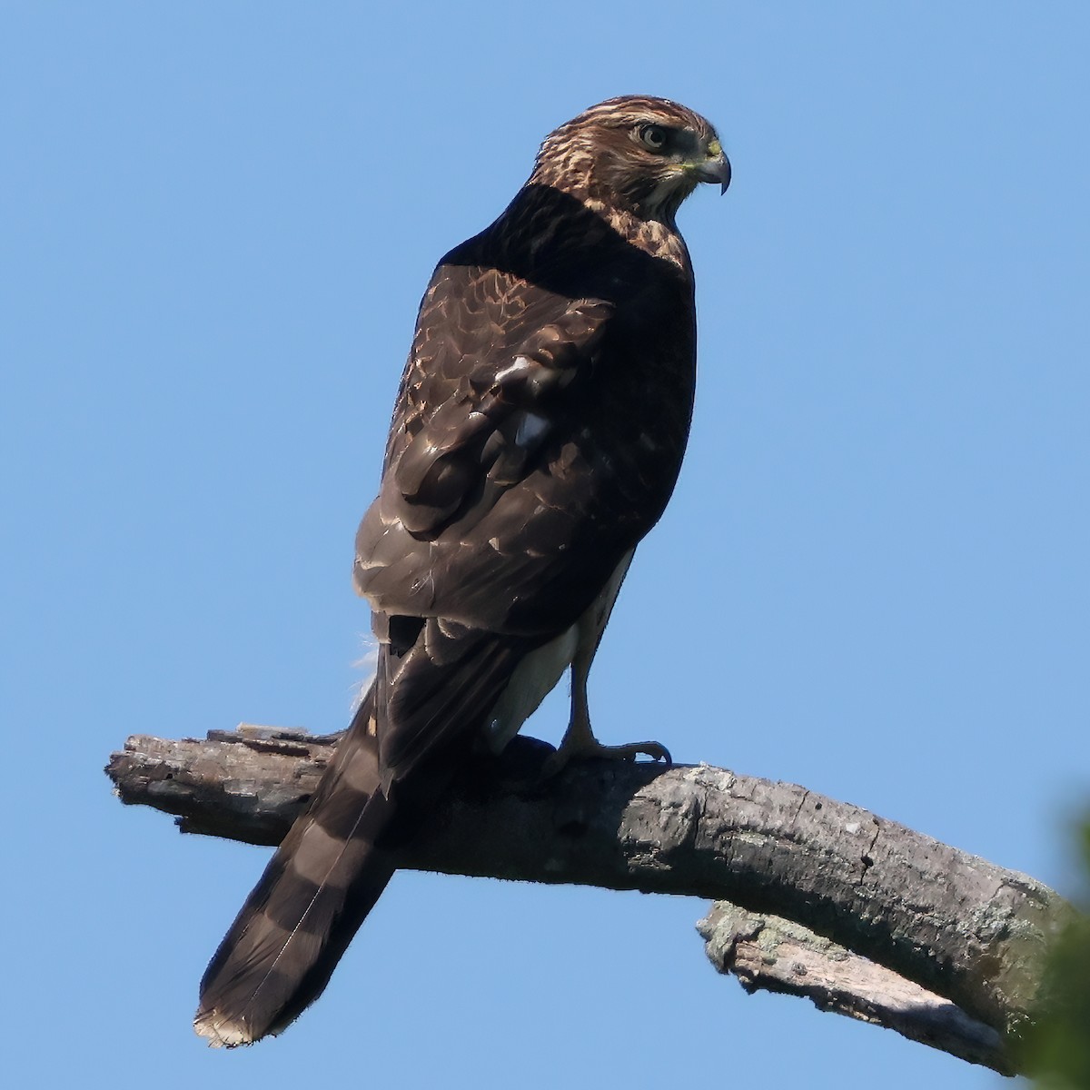 Cooper's Hawk - ML641980421