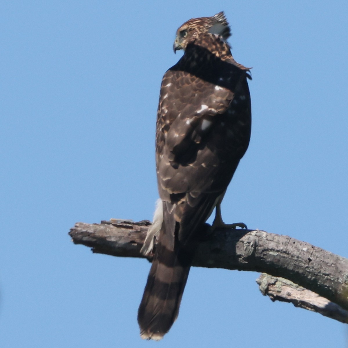 Cooper's Hawk - ML641980422