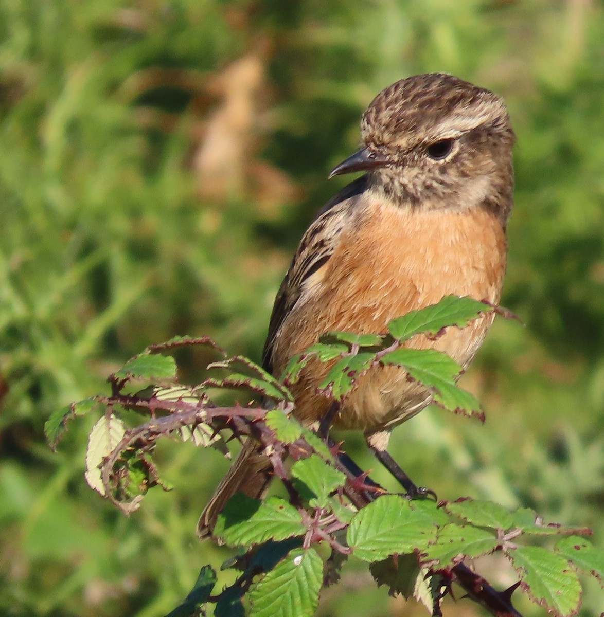 European Stonechat - ML641980429