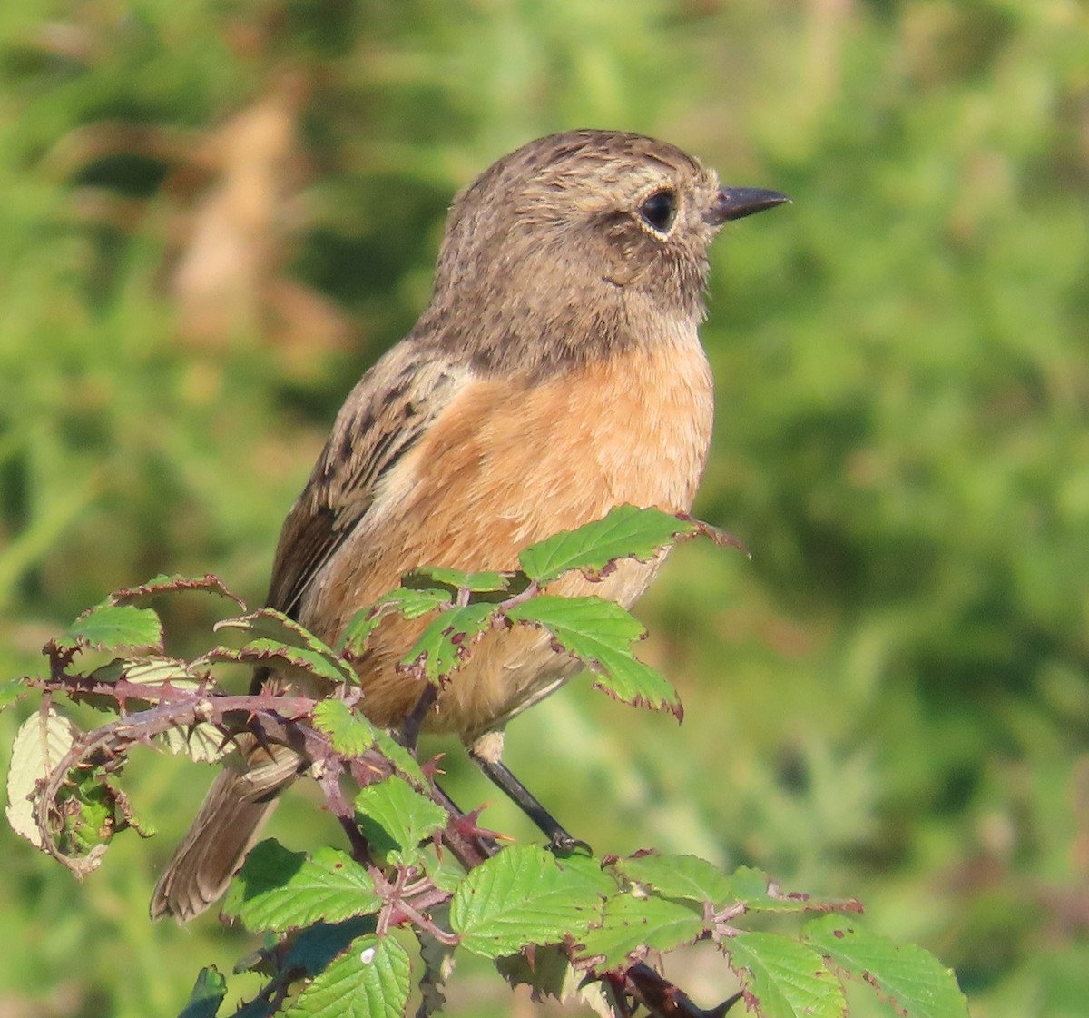 European Stonechat - ML641980430