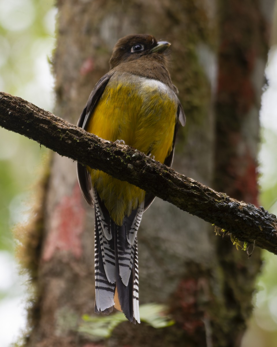 Atlantic Black-throated Trogon - ML641980444