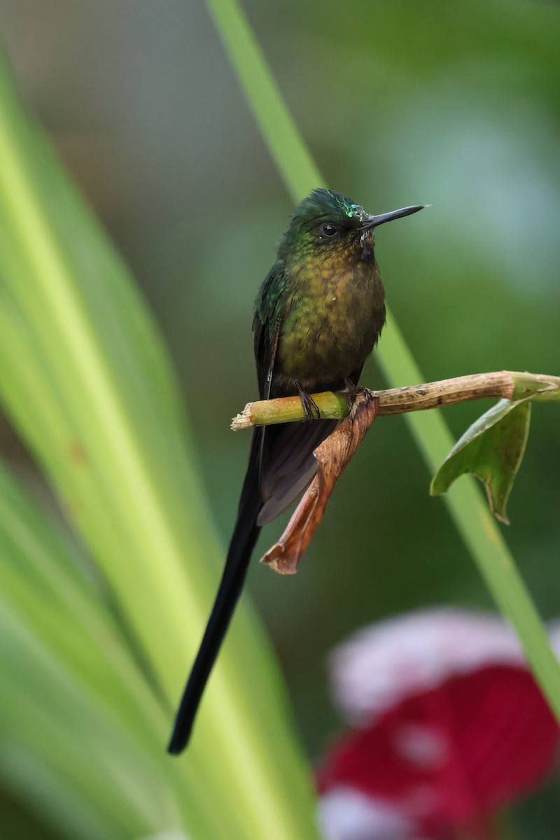 Violet-tailed Sylph - ML641980450