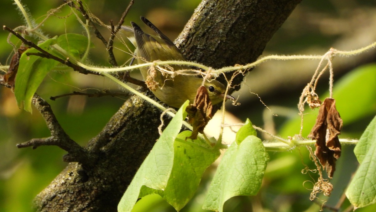 Tennessee Warbler - ML641980465