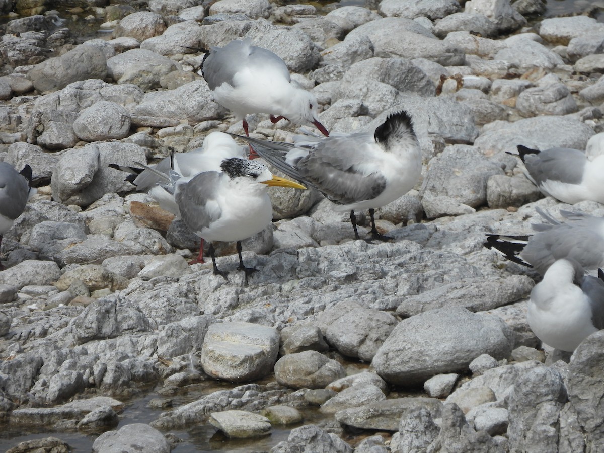 Great Crested Tern - ML641980477