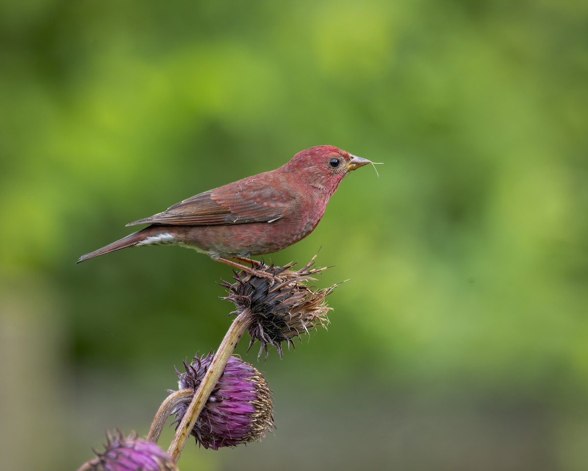 Blanford's Rosefinch - ML641980480