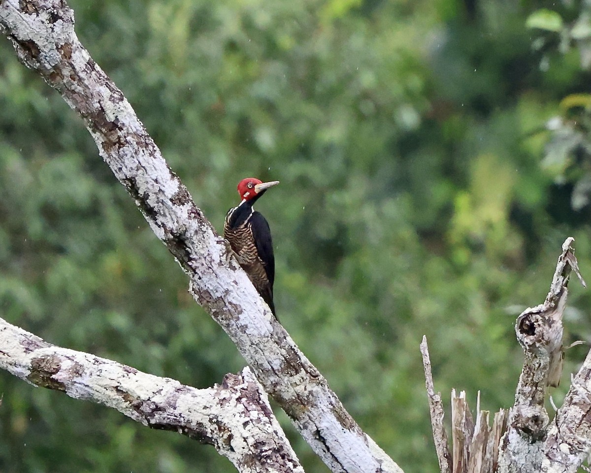 Crimson-crested Woodpecker - ML641980494