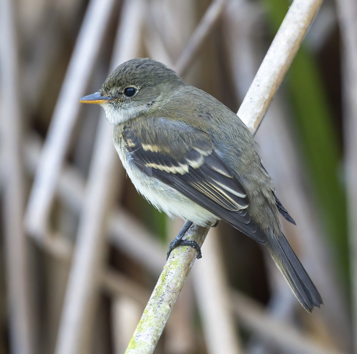 Alder Flycatcher - ML641980495
