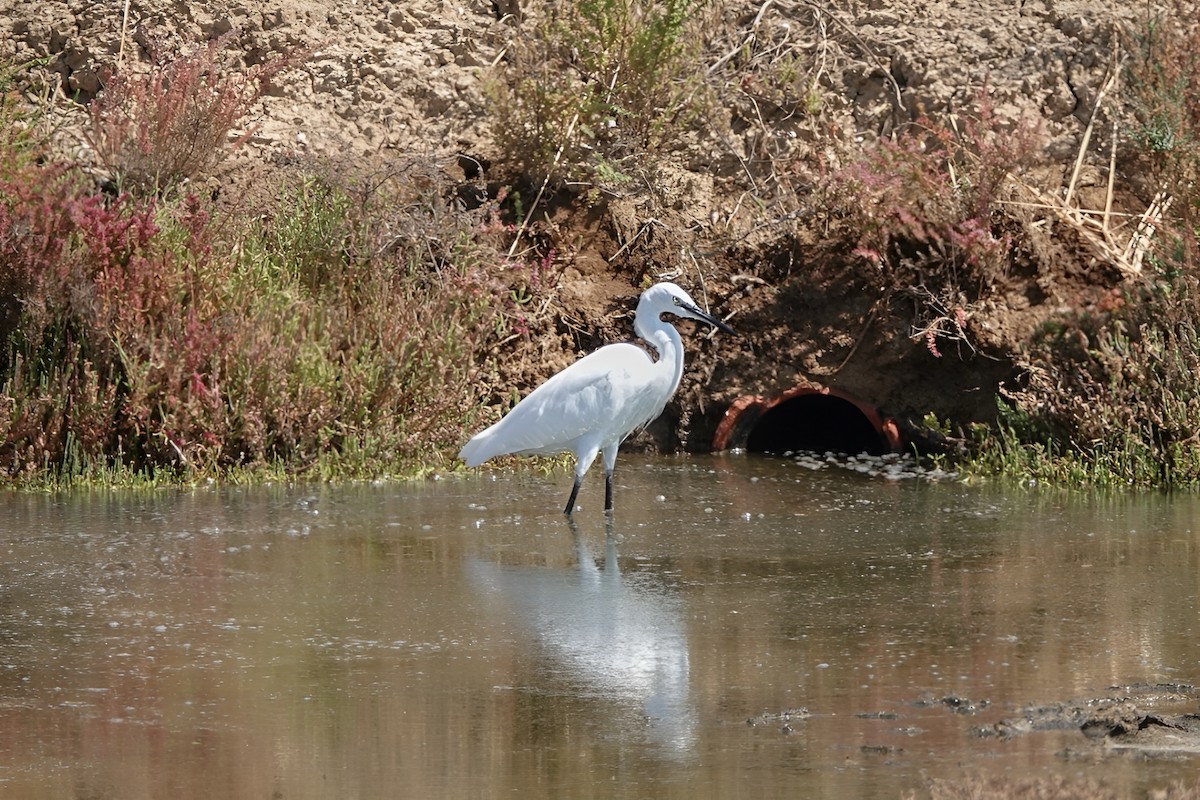 Little Egret - ML641980496