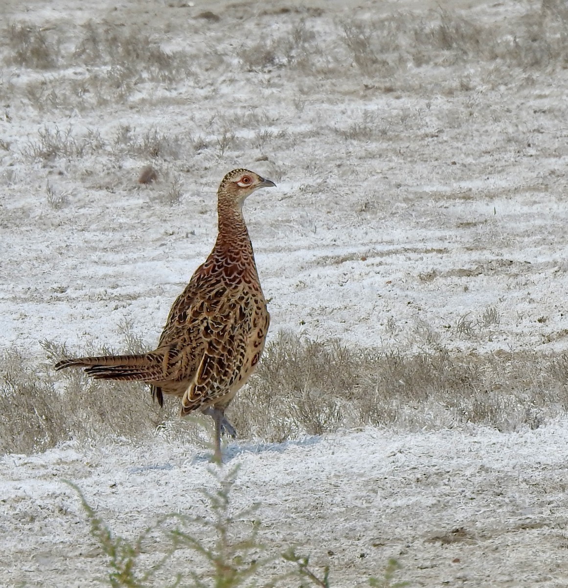 Ring-necked Pheasant - ML641980512