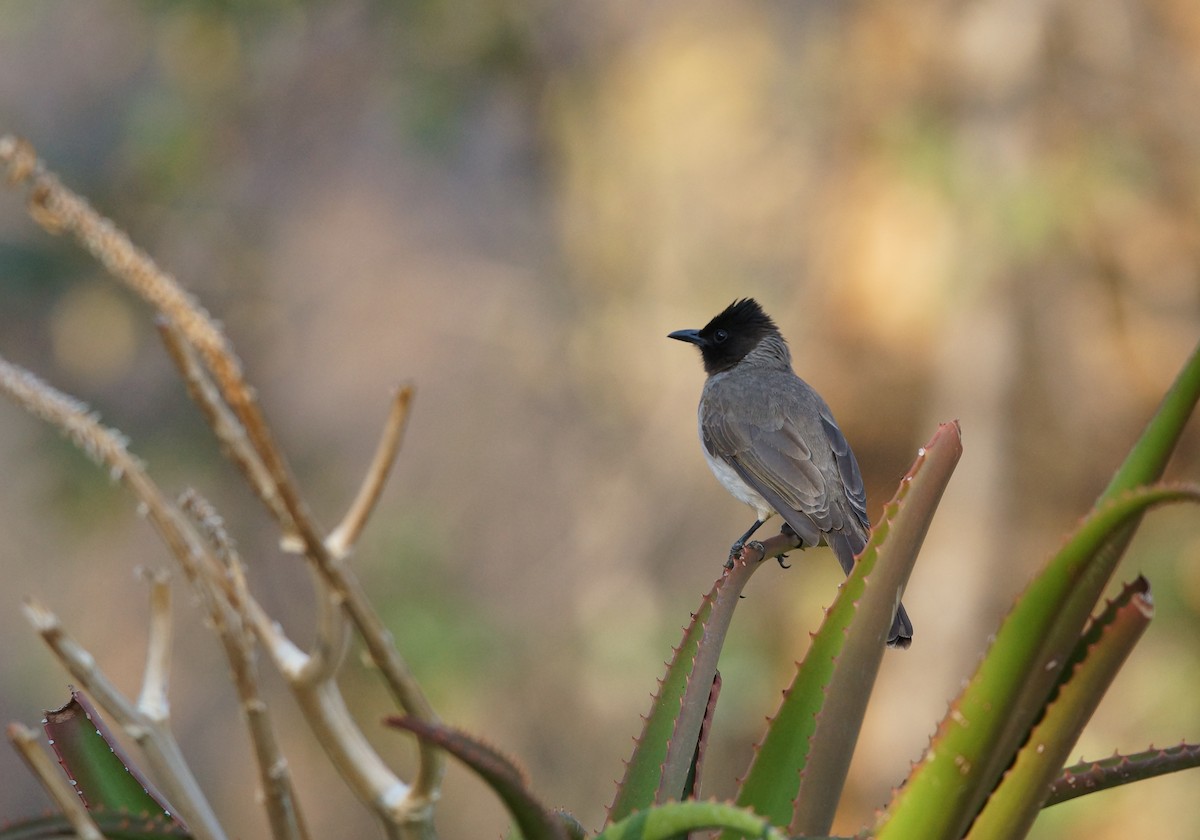 Common Bulbul - ML641980515