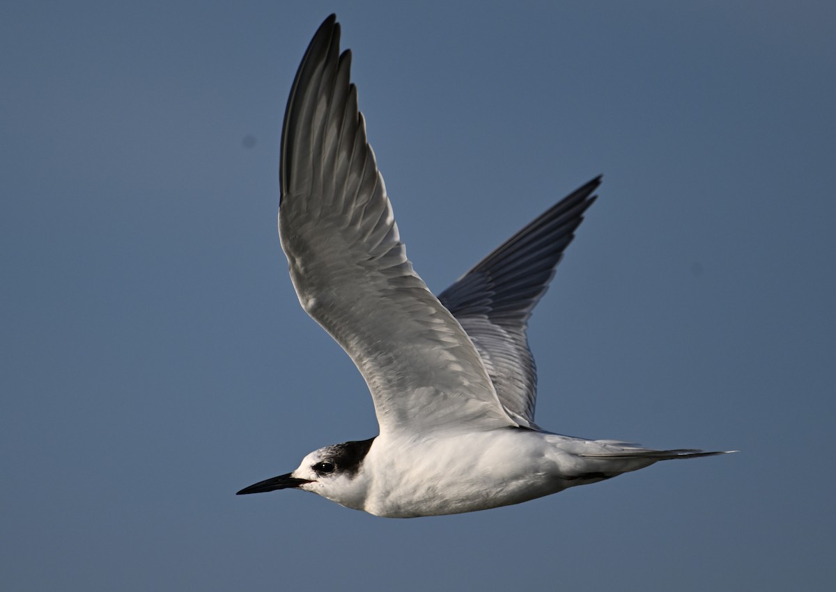 Эгэл хараалай - ML641980517