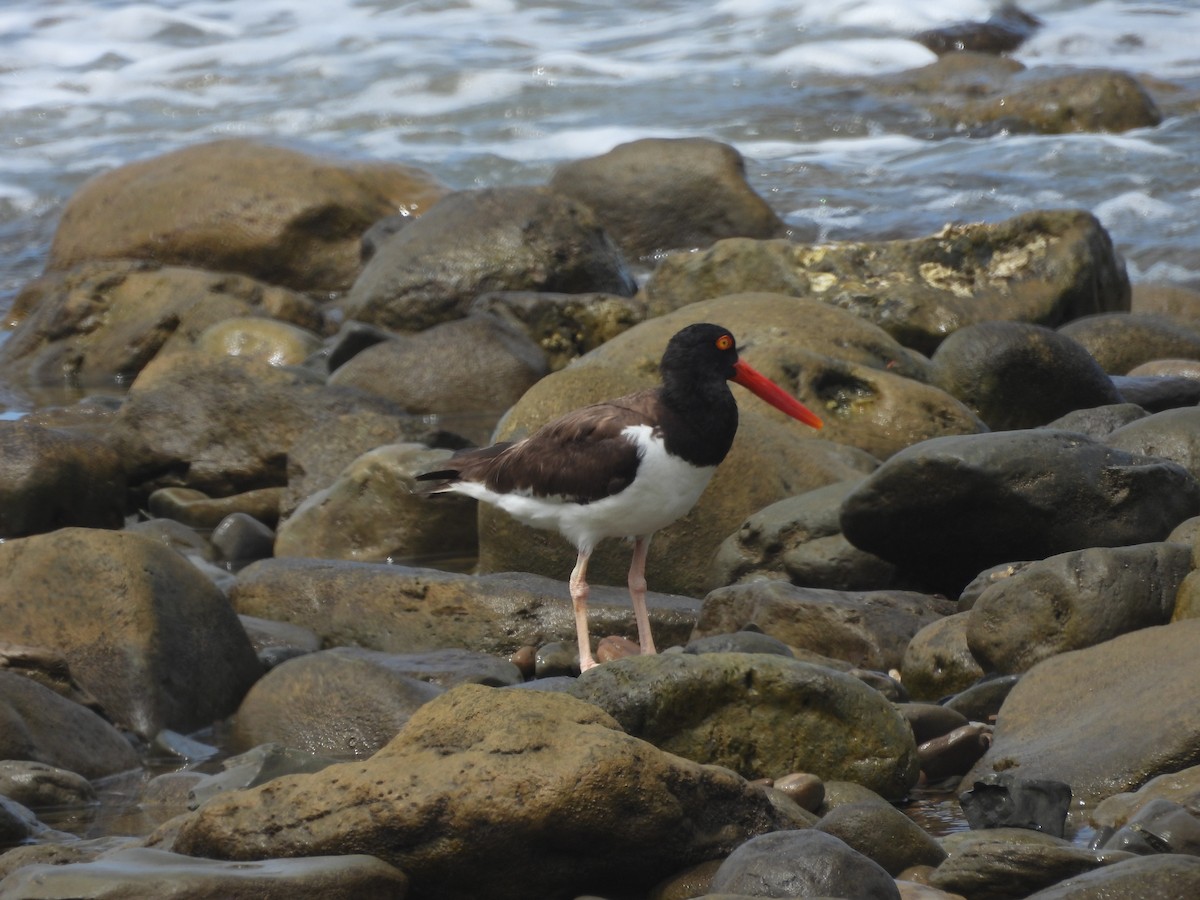 American Oystercatcher - ML641980518