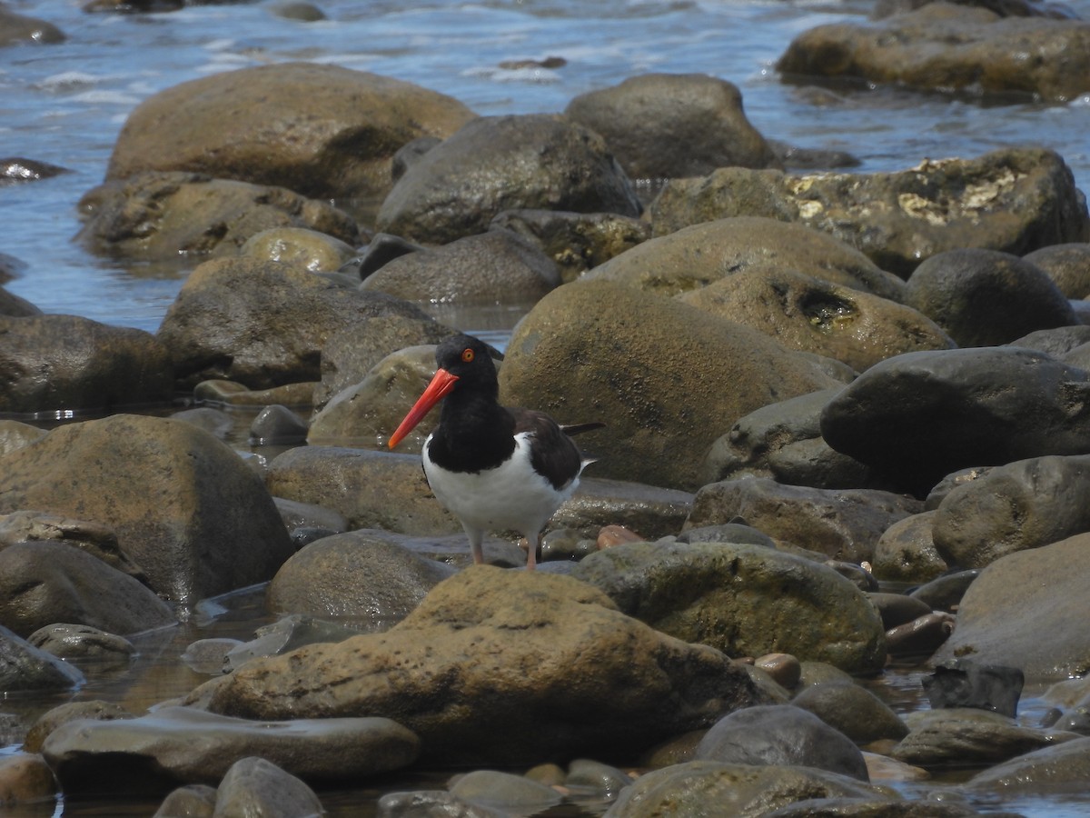 American Oystercatcher - ML641980519