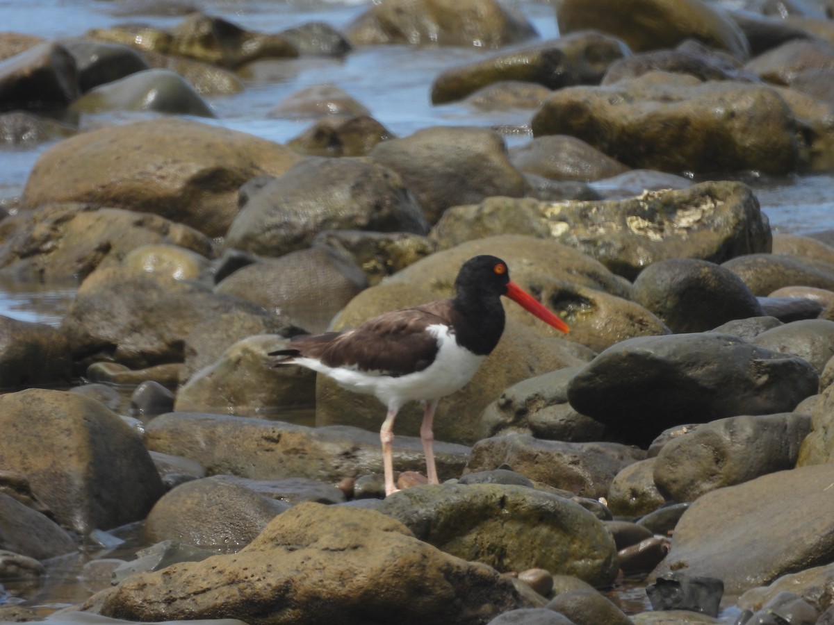American Oystercatcher - ML641980520