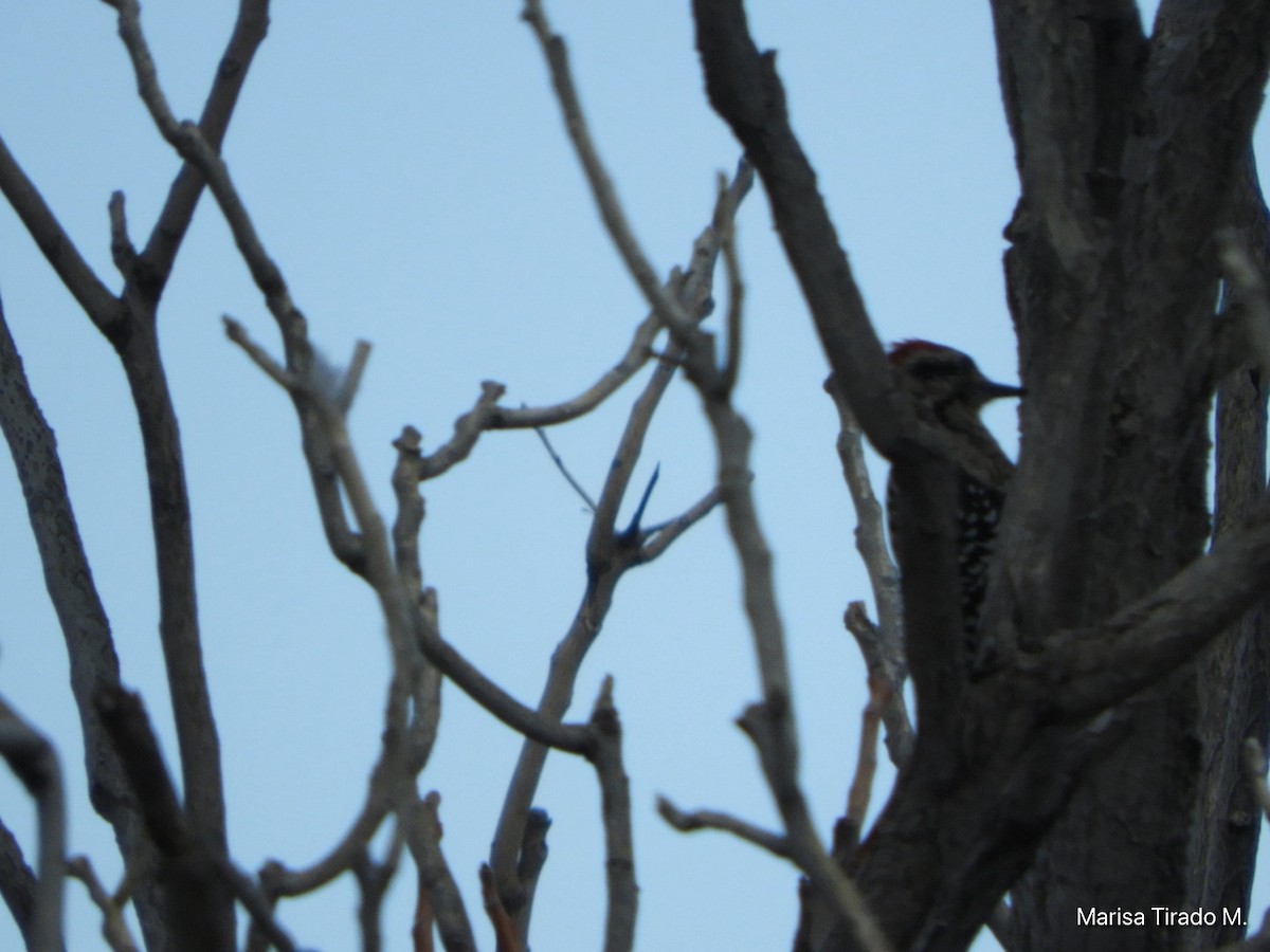 Ladder-backed Woodpecker - ML641980524