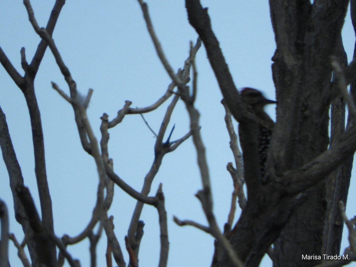 Ladder-backed Woodpecker - ML641980525