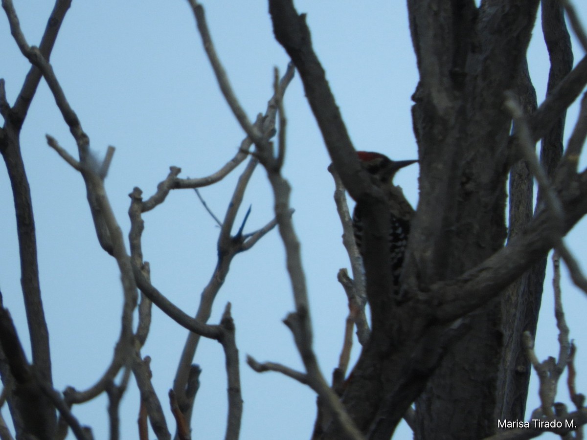Ladder-backed Woodpecker - ML641980526