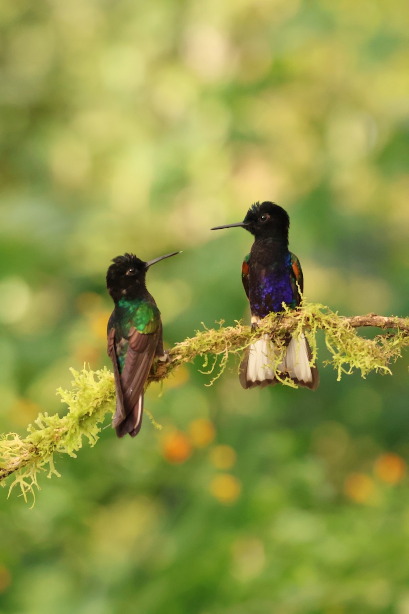 Velvet-purple Coronet - ML641980538