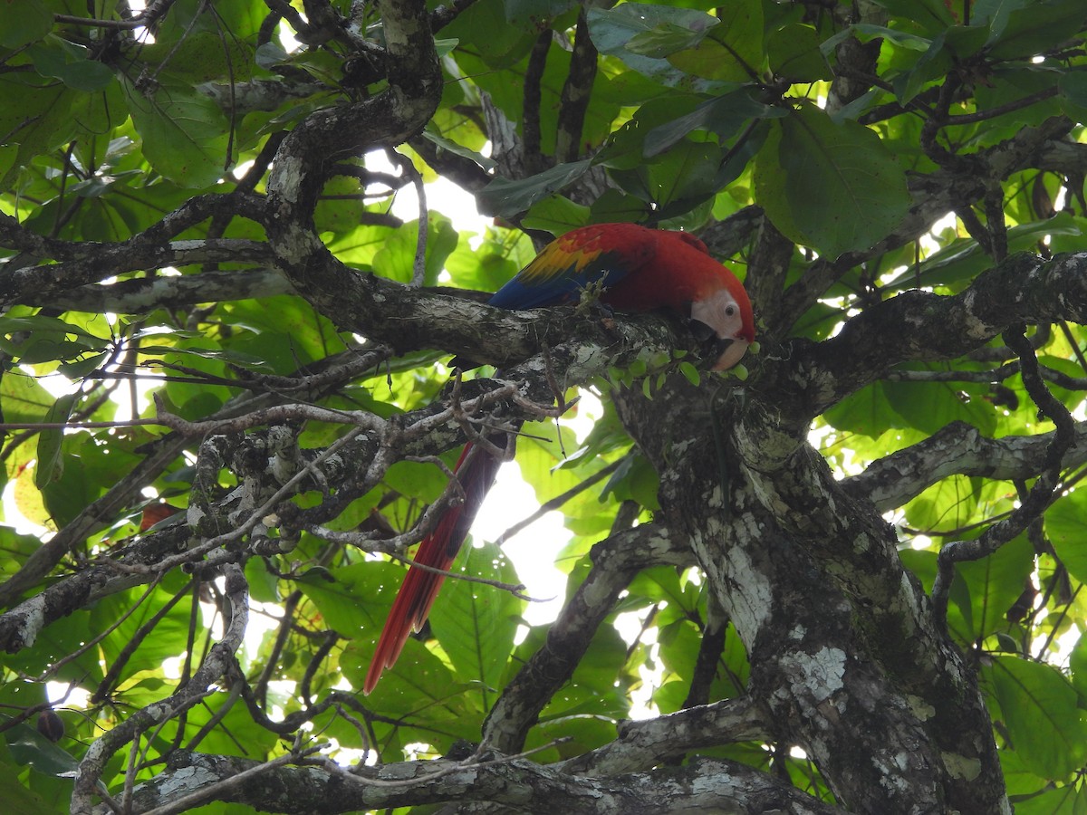 Scarlet Macaw - ML641980550