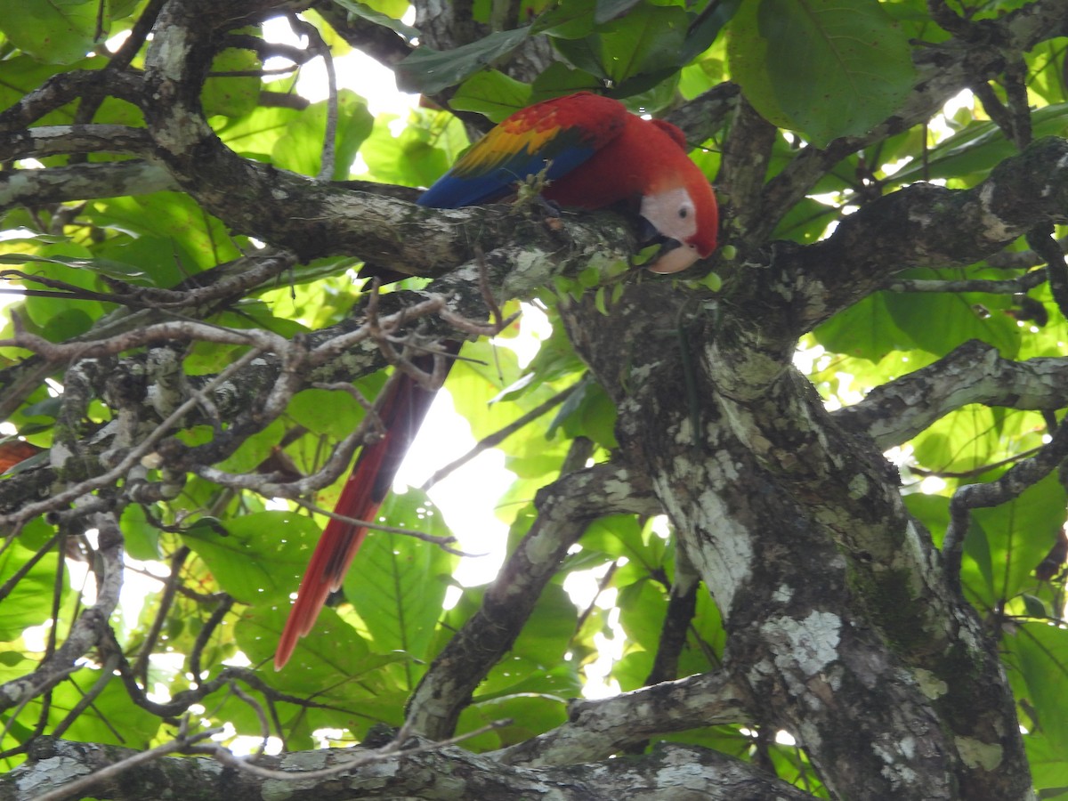 Scarlet Macaw - ML641980551