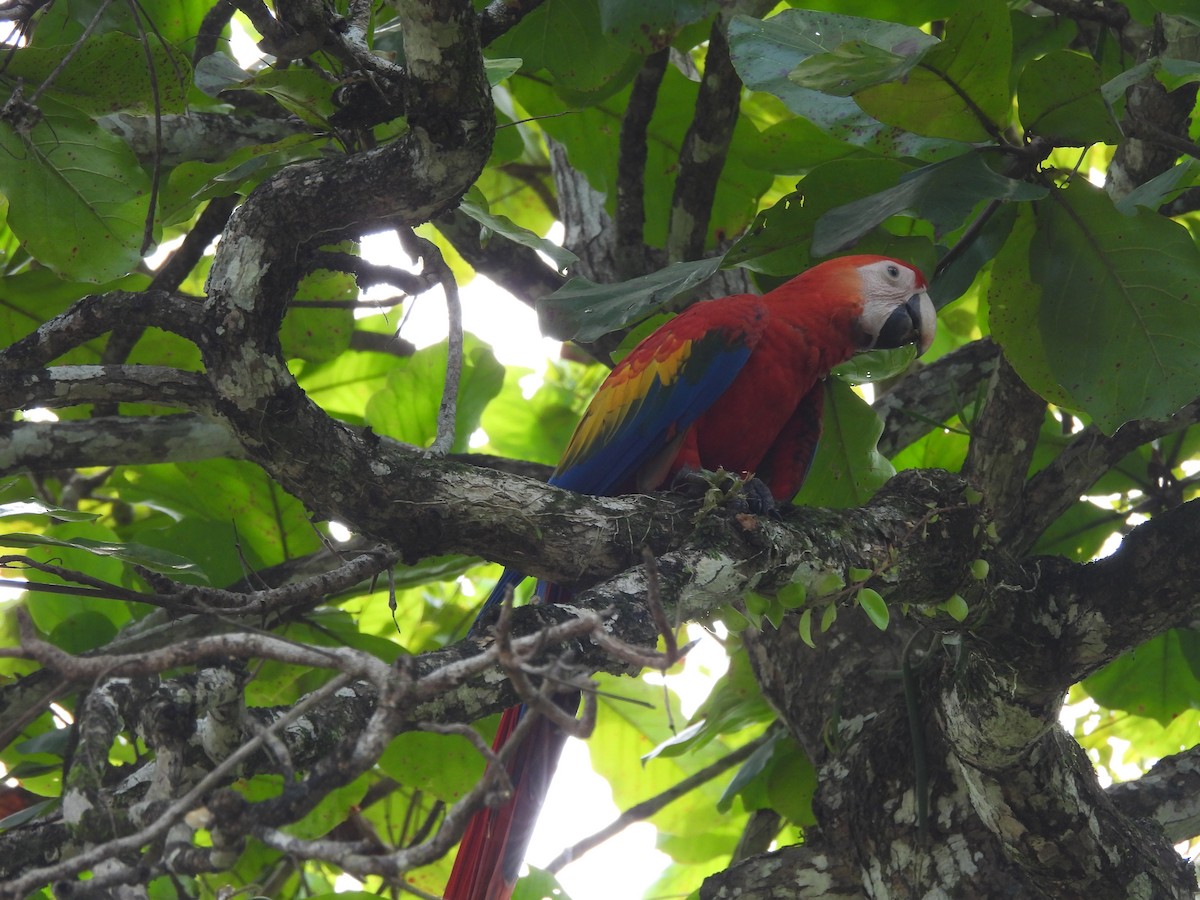 Scarlet Macaw - ML641980552