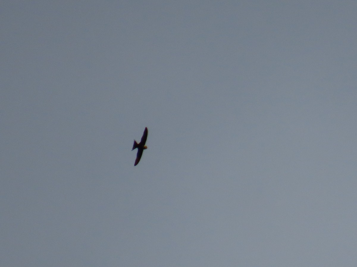 Lesser Swallow-tailed Swift - ML641980561