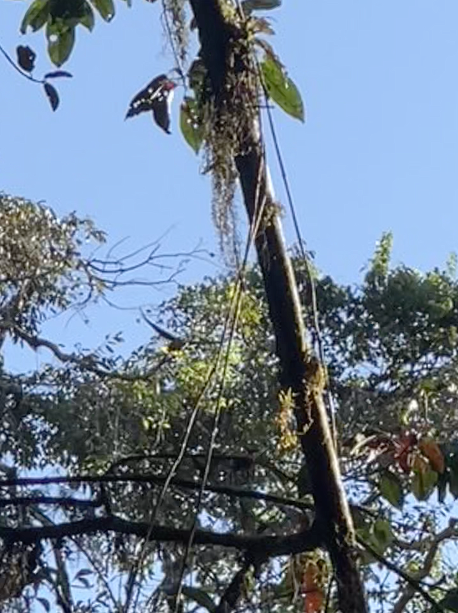 Green Oropendola - ML641980562