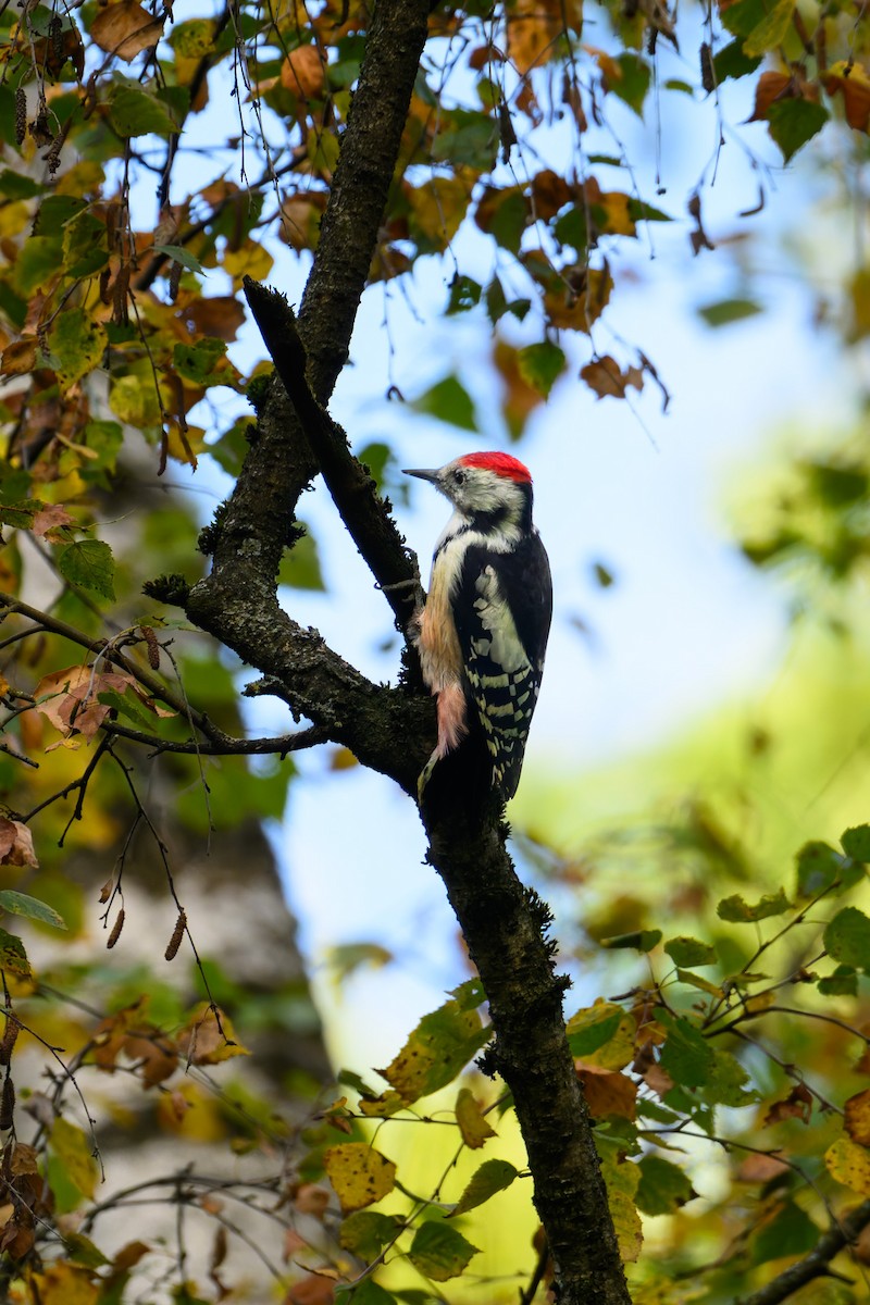 Middle Spotted Woodpecker - ML641980572