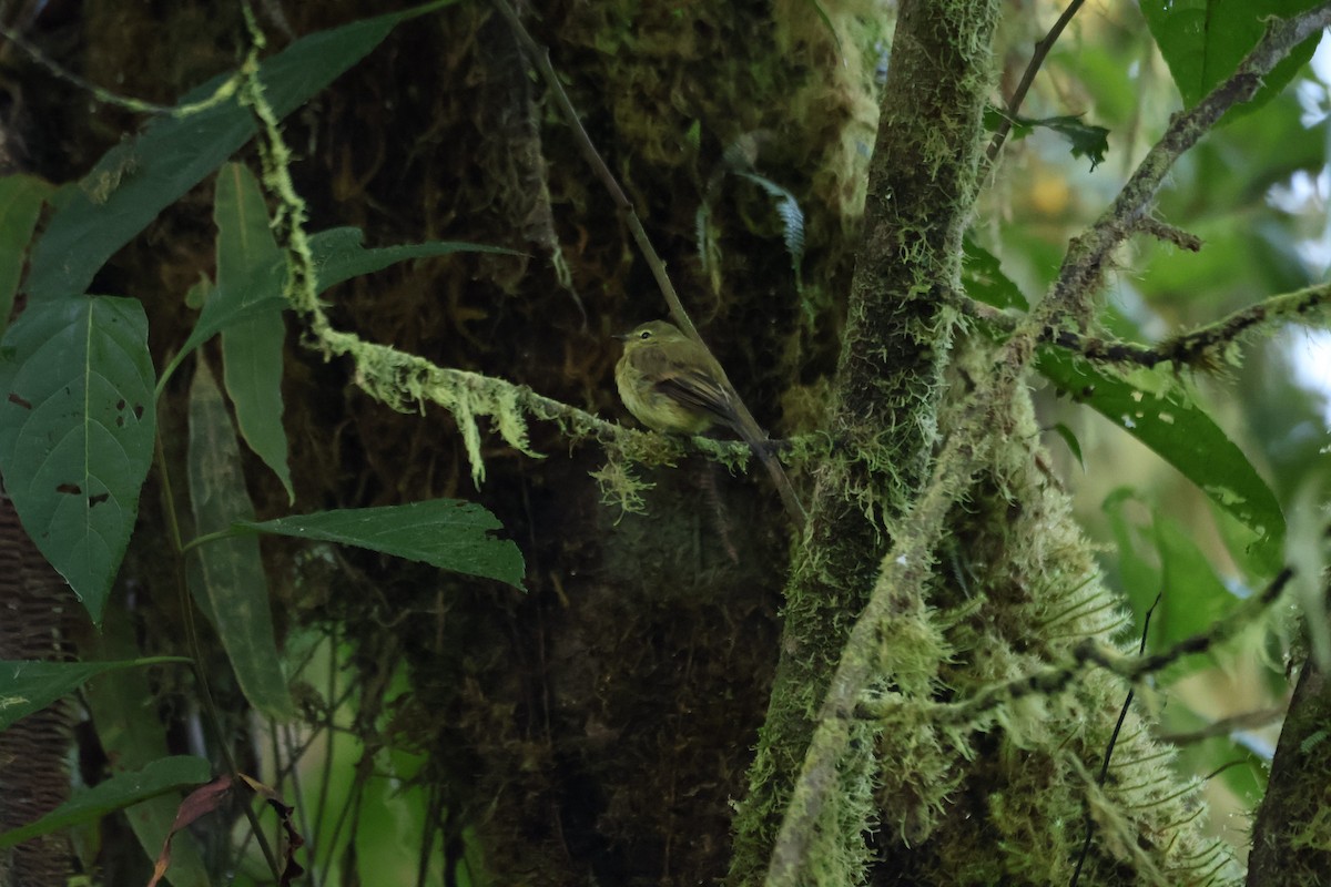 Flavescent Flycatcher - ML641980580