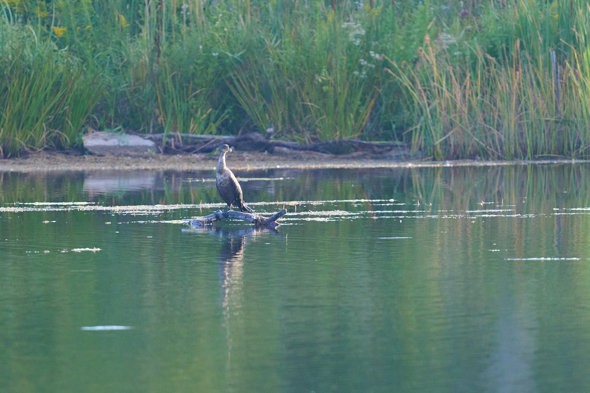 Double-crested Cormorant - ML641980583