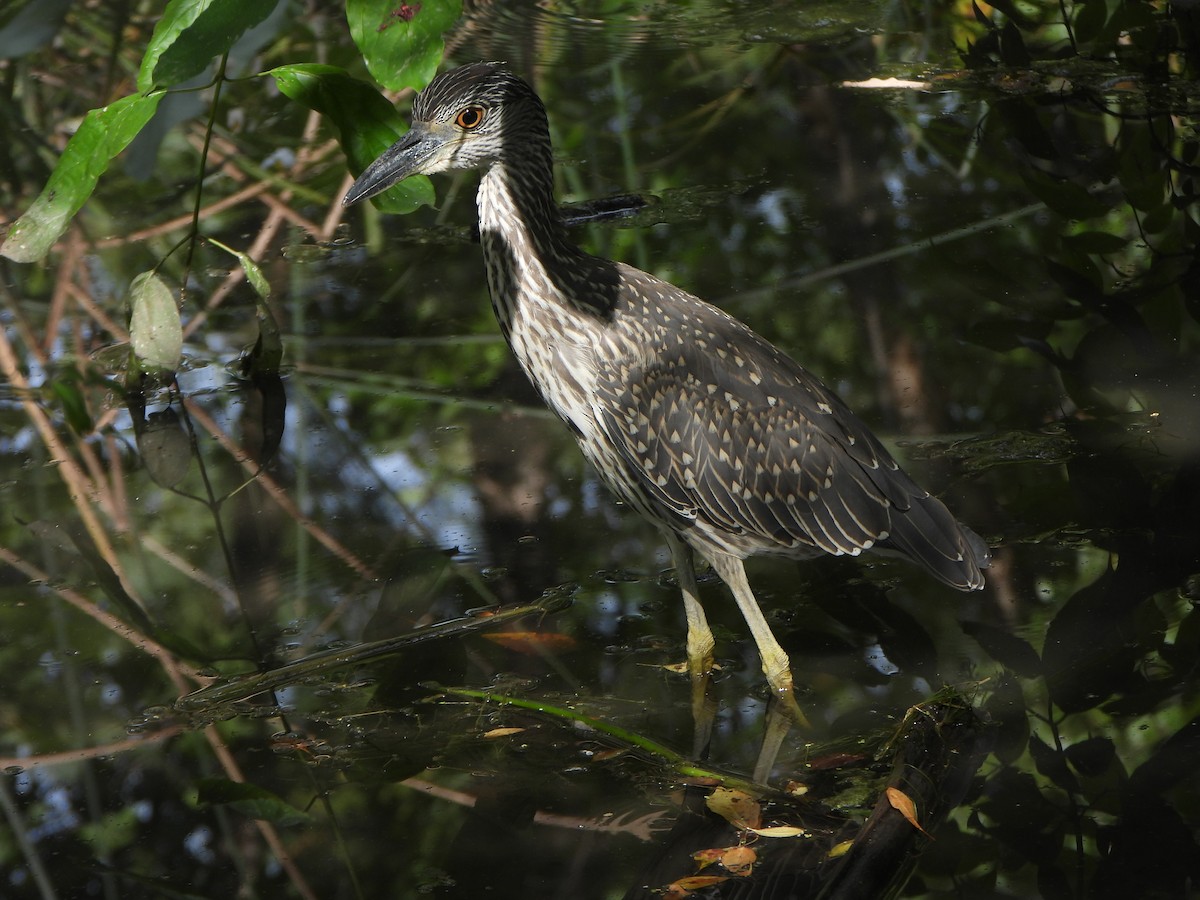 Yellow-crowned Night Heron - ML641980584