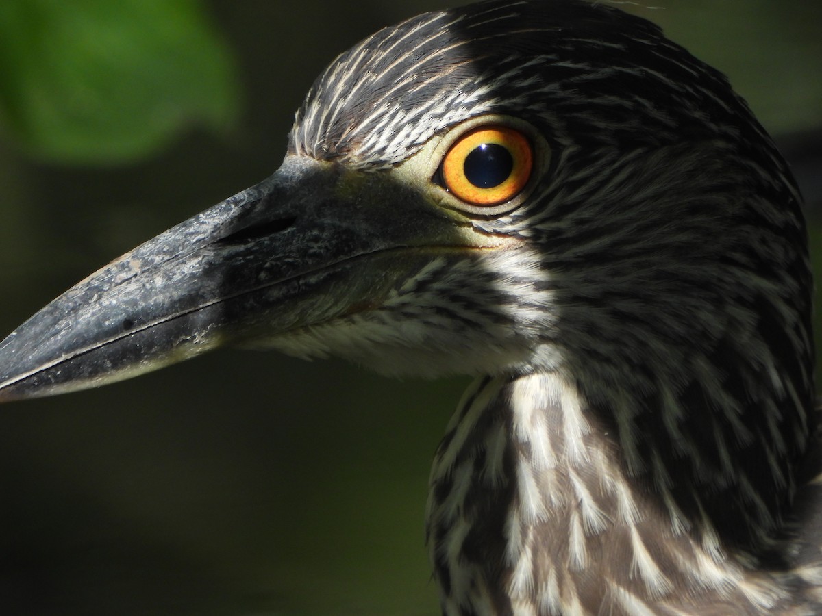 Yellow-crowned Night Heron - ML641980585
