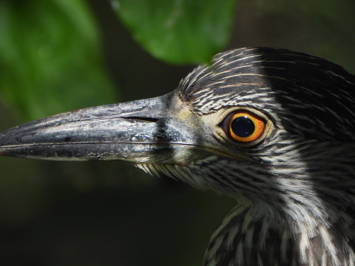 Yellow-crowned Night Heron - ML641980589