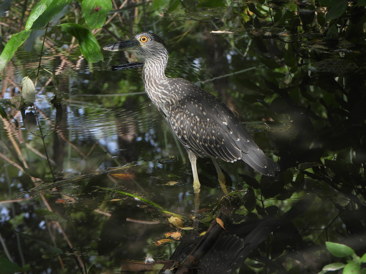 Yellow-crowned Night Heron - ML641980590