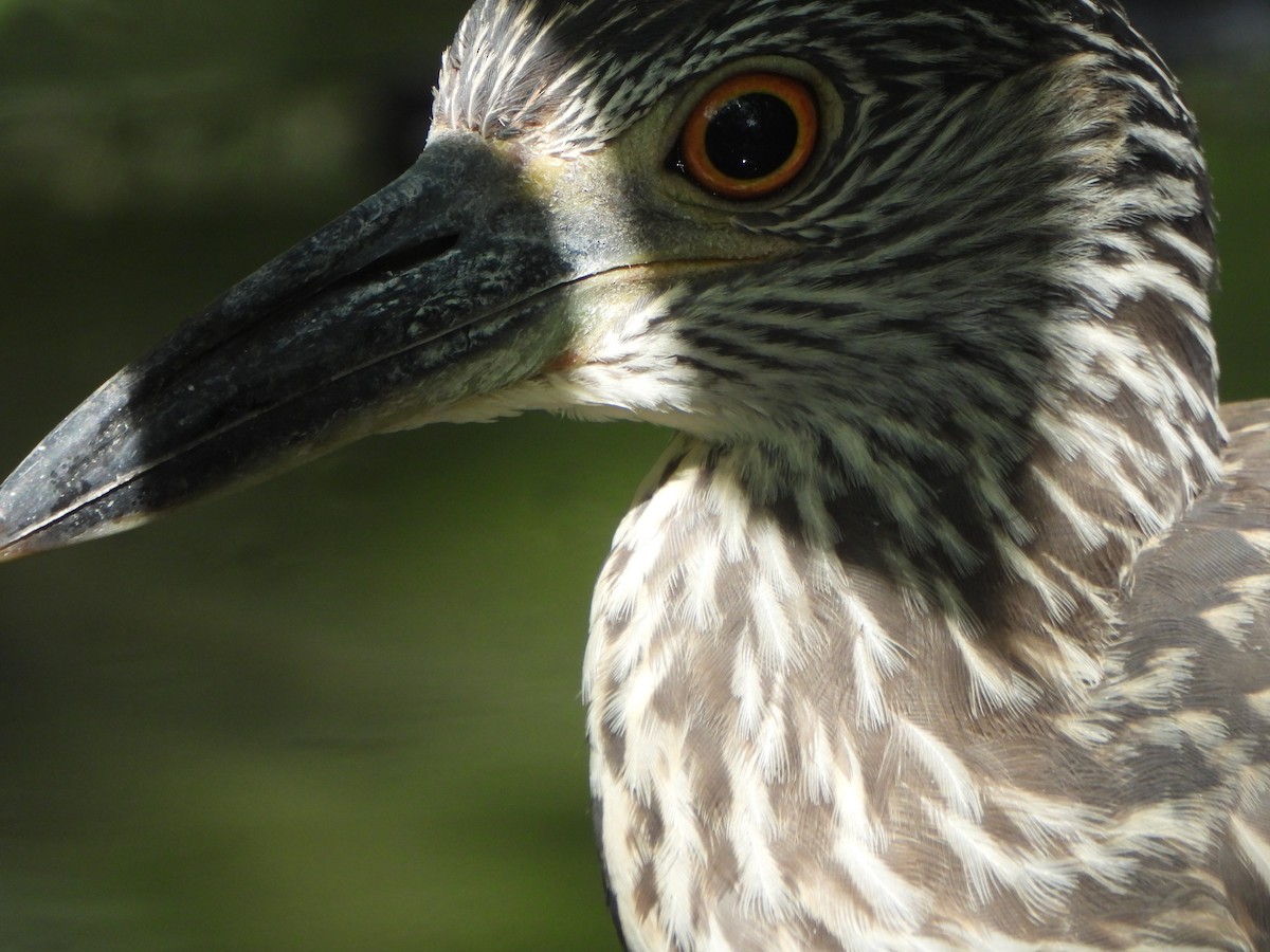 Yellow-crowned Night Heron - ML641980591