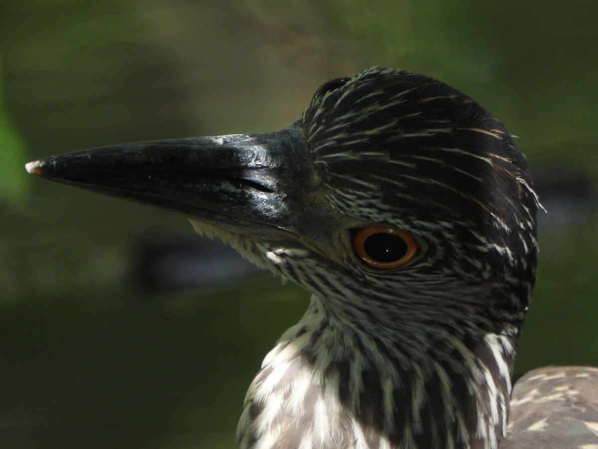 Yellow-crowned Night Heron - ML641980592
