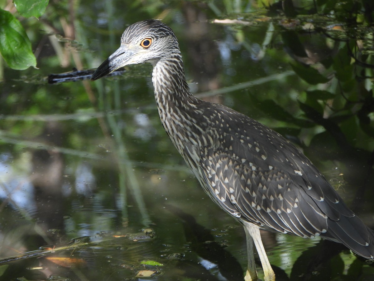 Yellow-crowned Night Heron - ML641980593