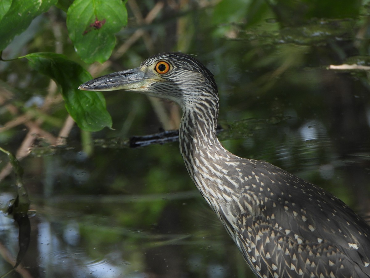 Yellow-crowned Night Heron - ML641980594